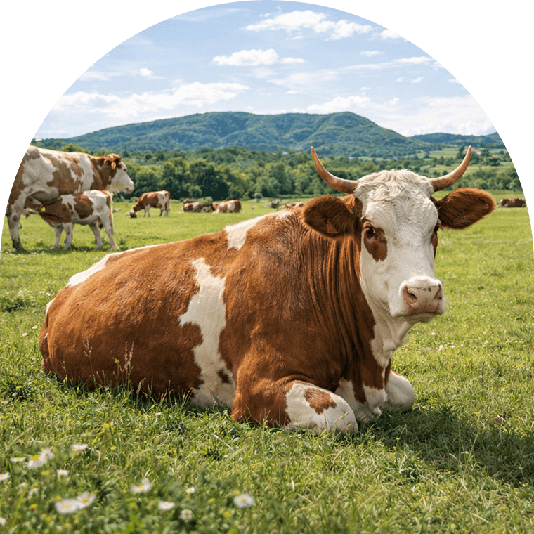 Mucca al pascolo — latte 100% italiano da allevamenti a filiera corta